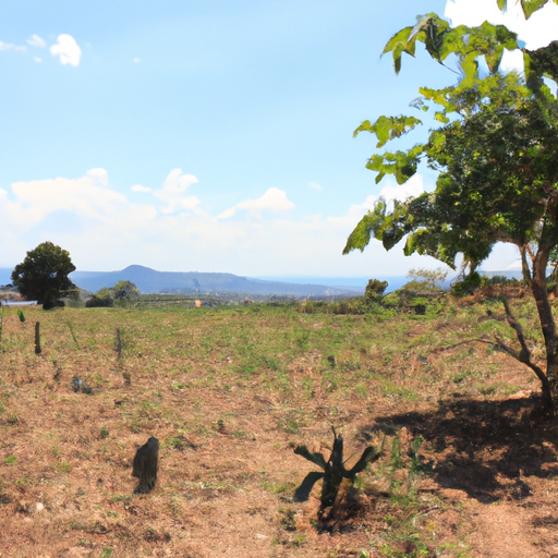 Agrofloresta como Alternativa Sustentável e Rentável