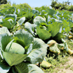 Mais Verde, Mais Lucro: Como Plantas de Cobertura Aumentam a Renda do Produtor
